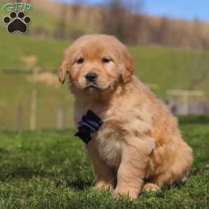 Ross, Golden Retriever Puppy